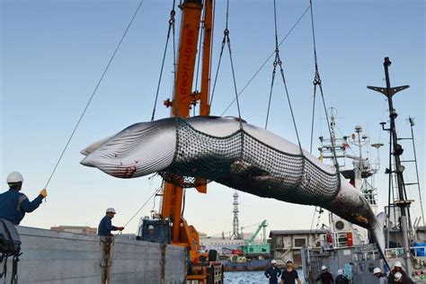 Japan will resume commercial whaling. Get the facts.